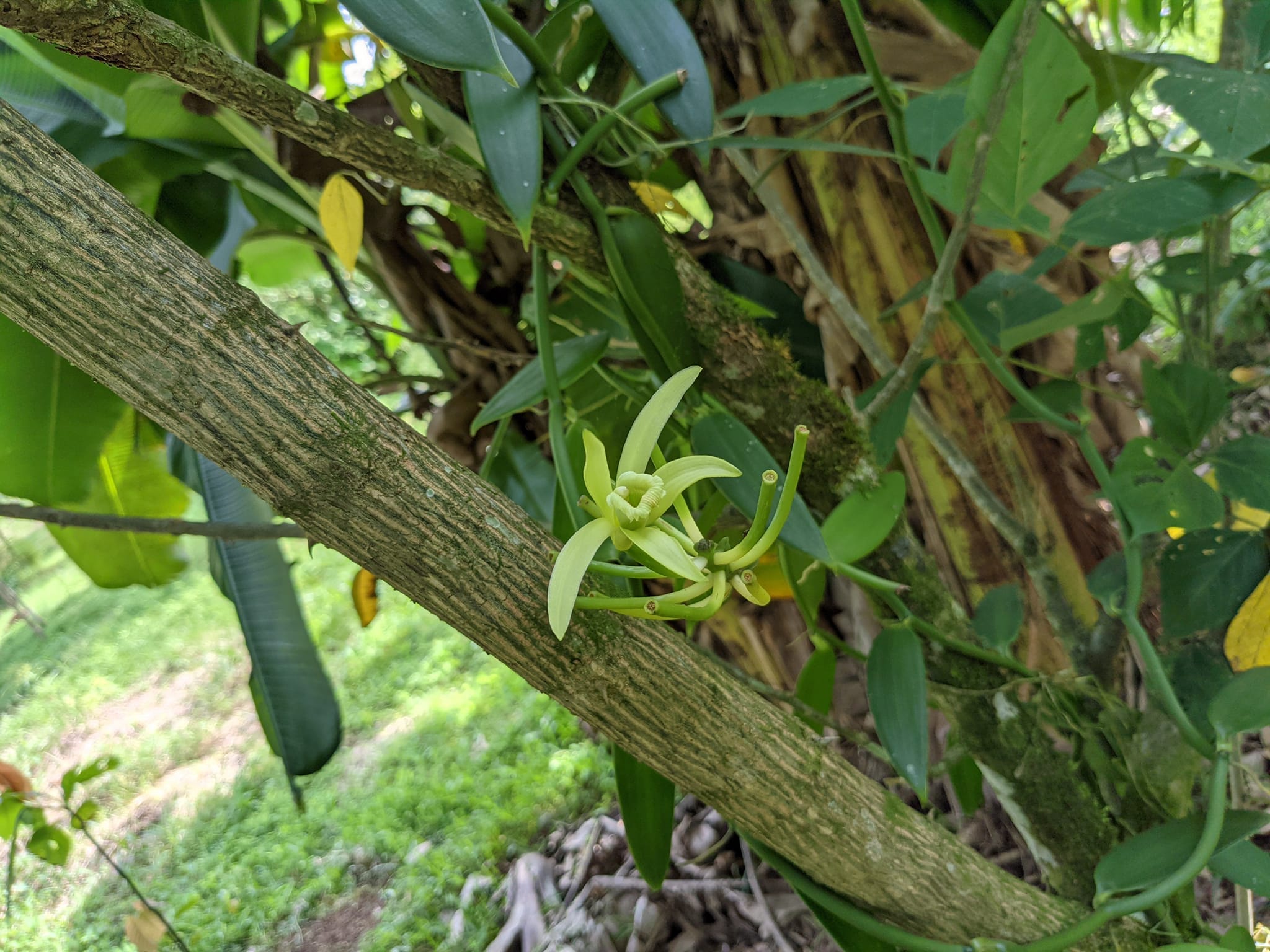 バニラ植え付けの様子