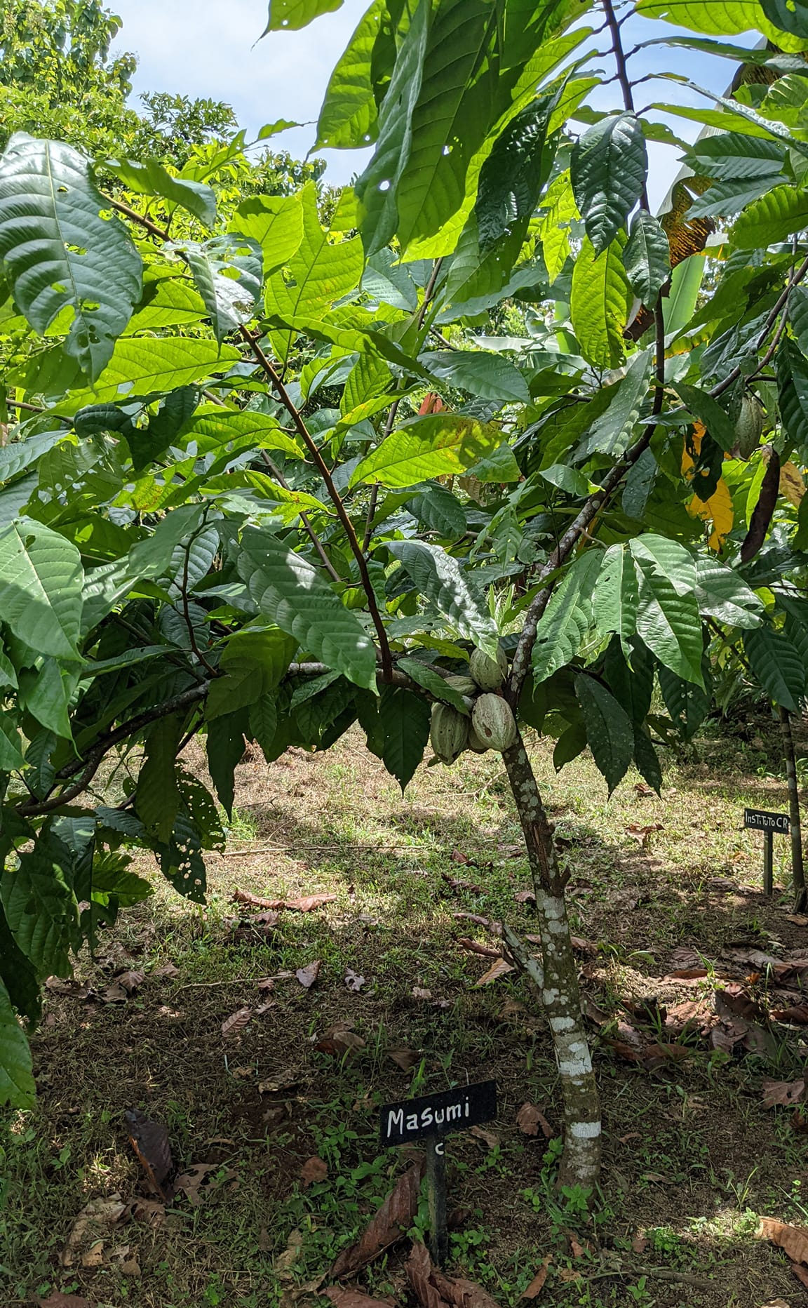 カカオ 2024年8月3日