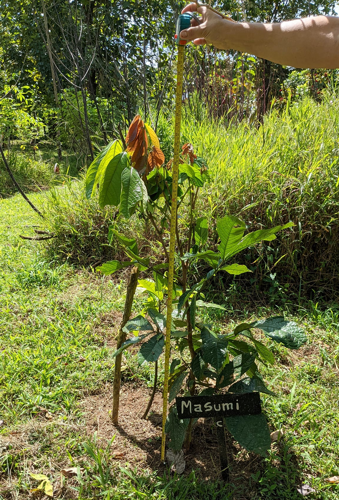 カカオ 2022年11月1日