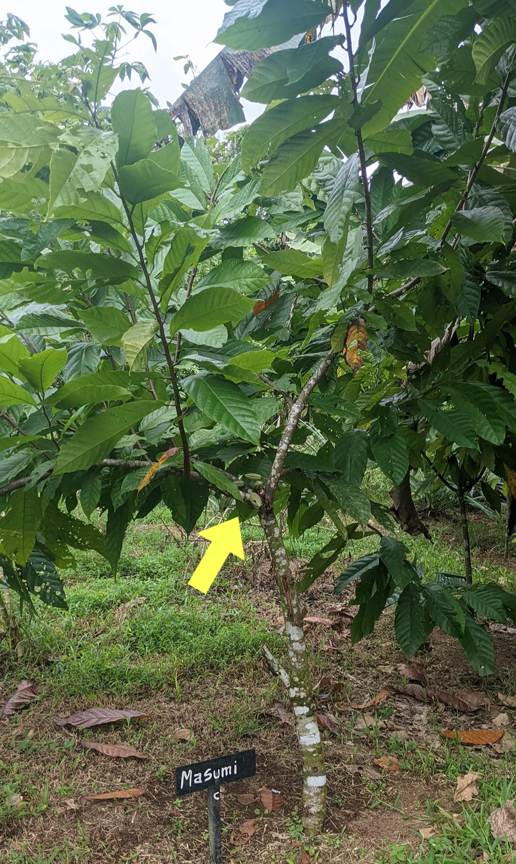 カカオ実 2024年6月28日