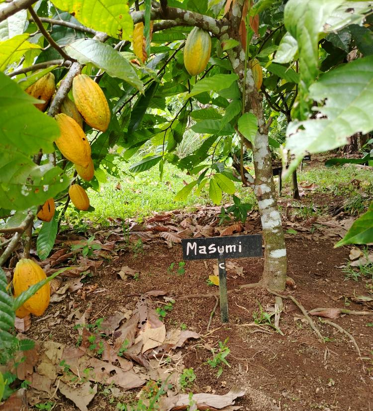 カカオ鈴生り 2025年1月28日