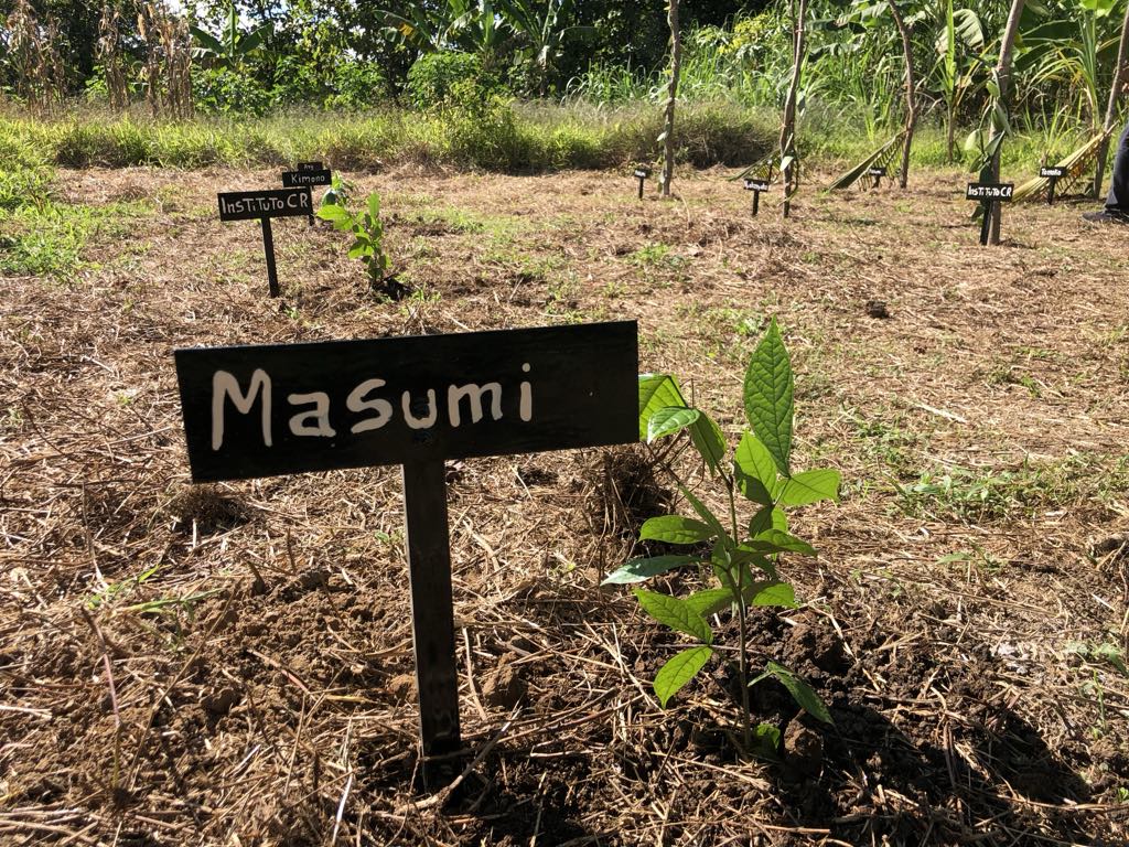 カカオ苗 2022年2月8日植え付け当日