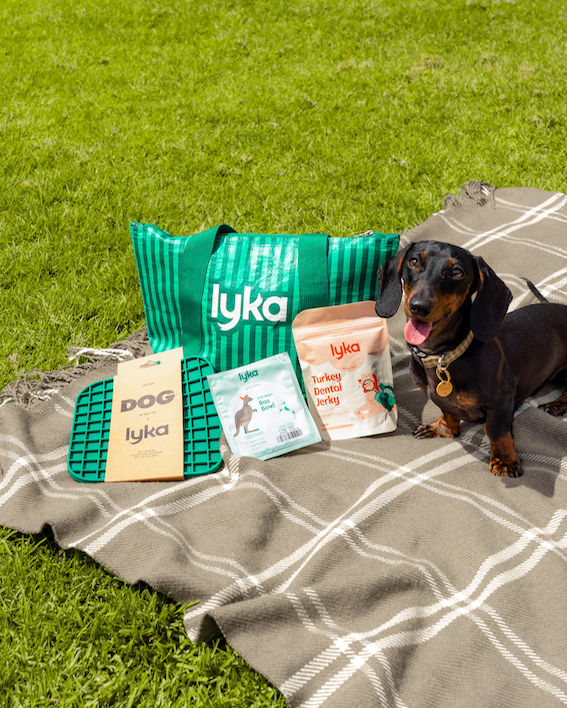 Pawesome Movie Nights Under the Stars