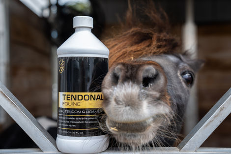 Tendonall Photo Content