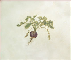 Botanical Watercolor