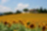 Spectacular sunflower fields in Tuscany, Italy