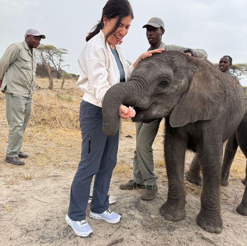 Petting a young elephant at an orphanage - Elephant Havens, Botswana