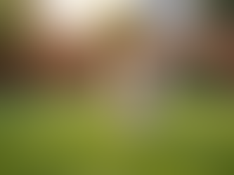 How to Choose the Right Pet Fencing Solution