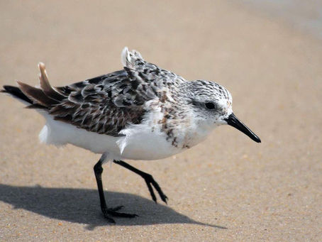 Sanderling Crack Torrent (Activation Code) [Latest-2022]