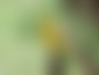 Stay Updated on Wildlife