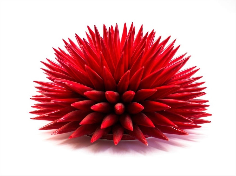 Miniaturbild: Seeigel