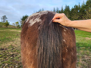 Taking a hair sample from a horse for genetic testing