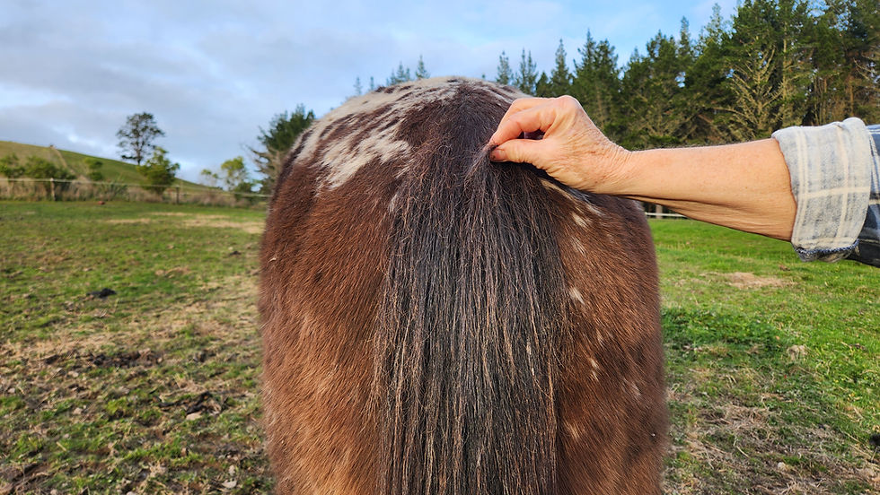 Taking a hair sample from a horse for genetic testing