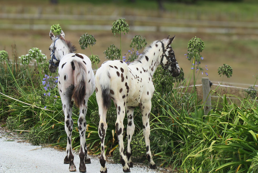 Untitled design (16).jpg