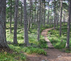 Preserving Ancient Woodlands