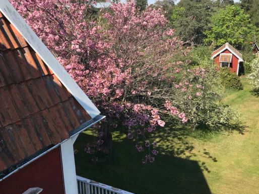 Underbara sommardagar, städning och filmning för Wahlgrens värld.