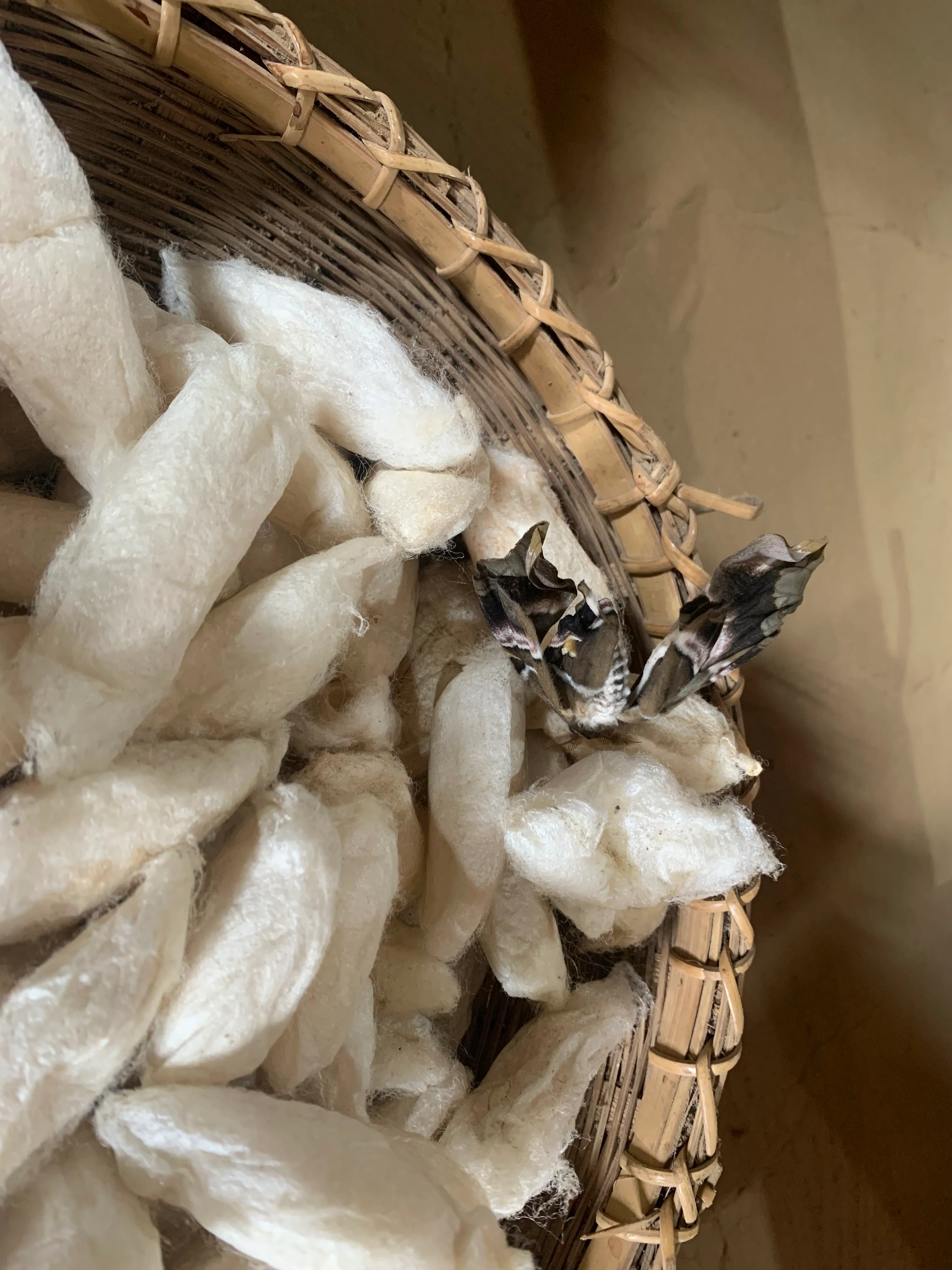 Travelling through the bye-lanes of Eri silk | CoEK Blog