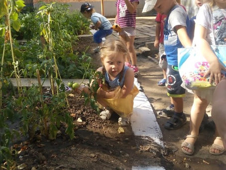 Ребята группы «Подсолнушек» трудились на огороде