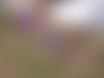 Огород – это не только свежие овощи и кладезь витаминов