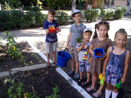 Долгожданный урожай собрали в "Ладушках"