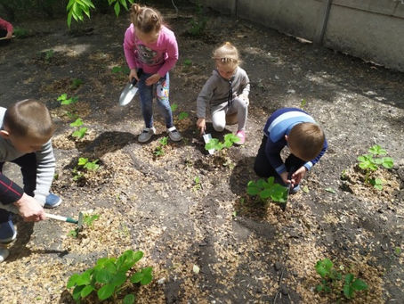 Чудо-огород, а что же там растет