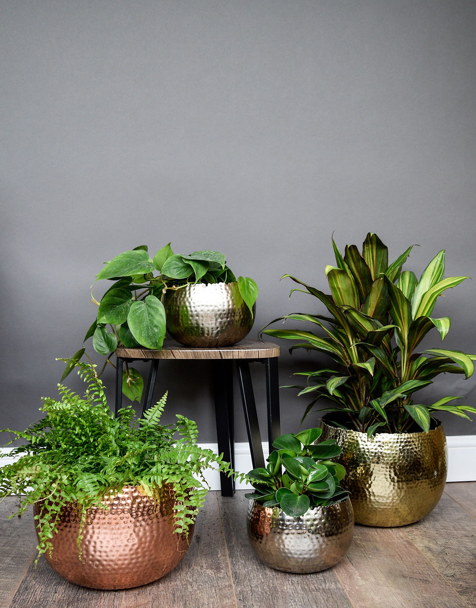 Moroccan Style Hammered Plant Bowls - Various Colours