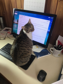 Ezra, the PolitiCat