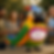 20250605_2132_3D Parrot Gathering_remix_01jx0nsqhxetct1ycfhbmms68b.png