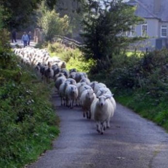 Sheep Dog Trials 2008