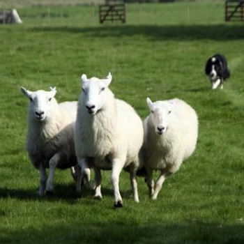 Sheep Dog Trials 2008