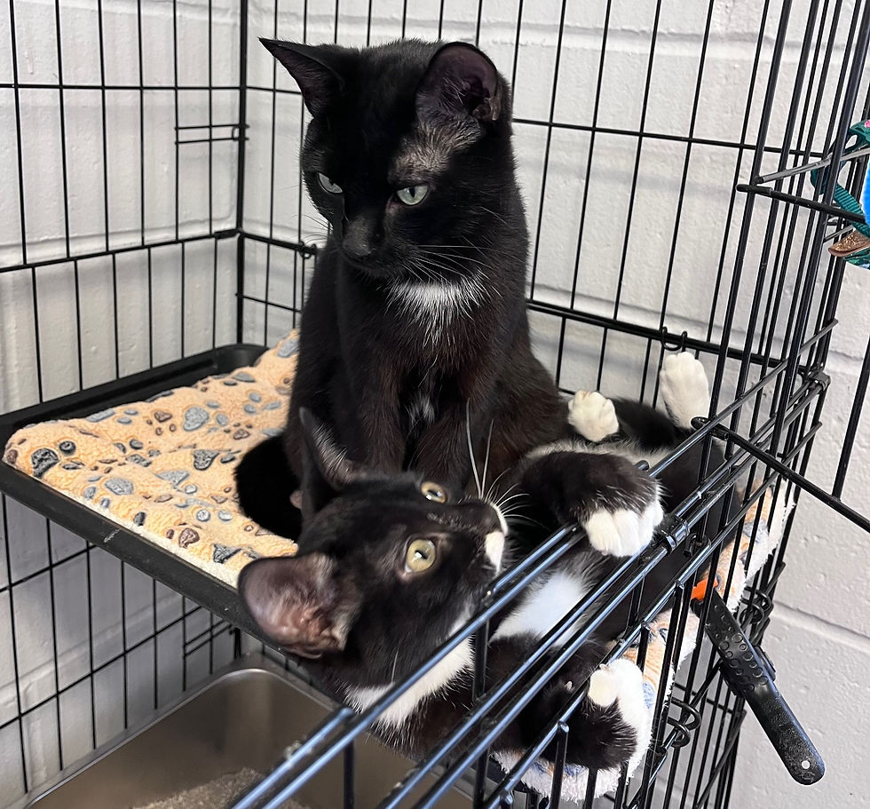 Bloom And Bud He Never Leaves Her Side