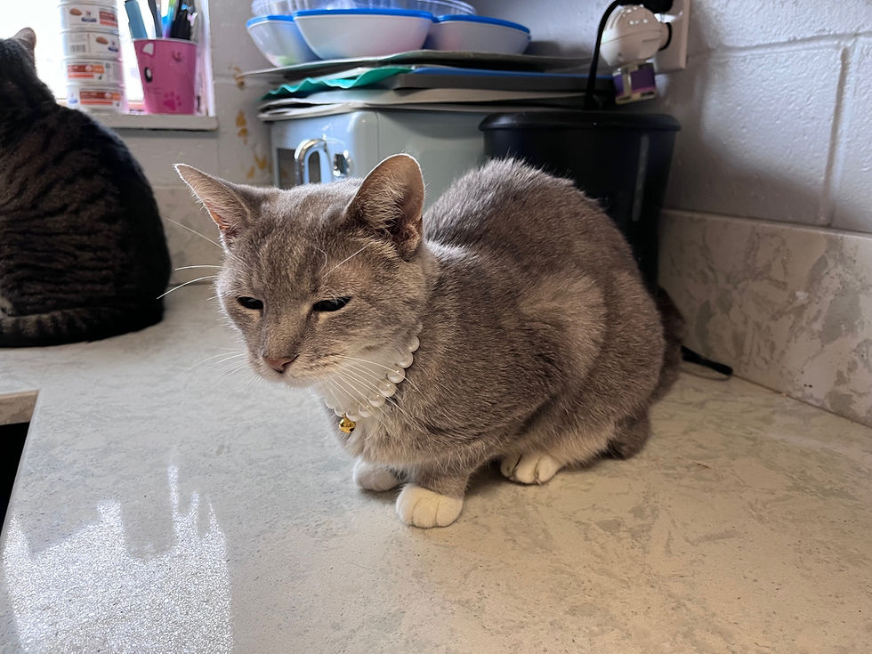 Chiara Chilling On The Counter