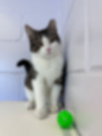 Meet Elmer - Brother of Daffy