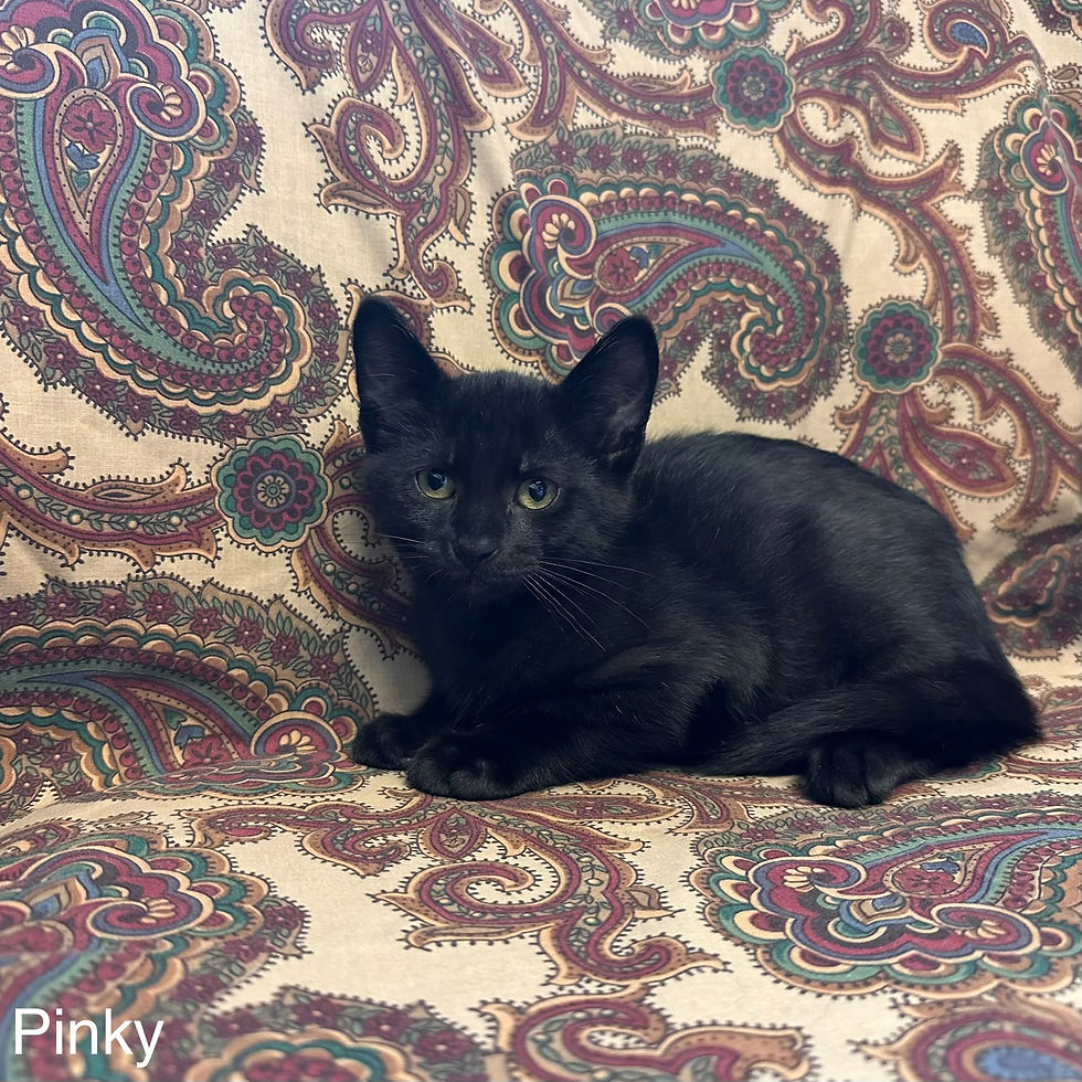Pinky