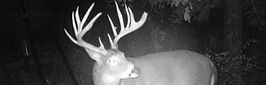 deer pic homepage_edited.jpg