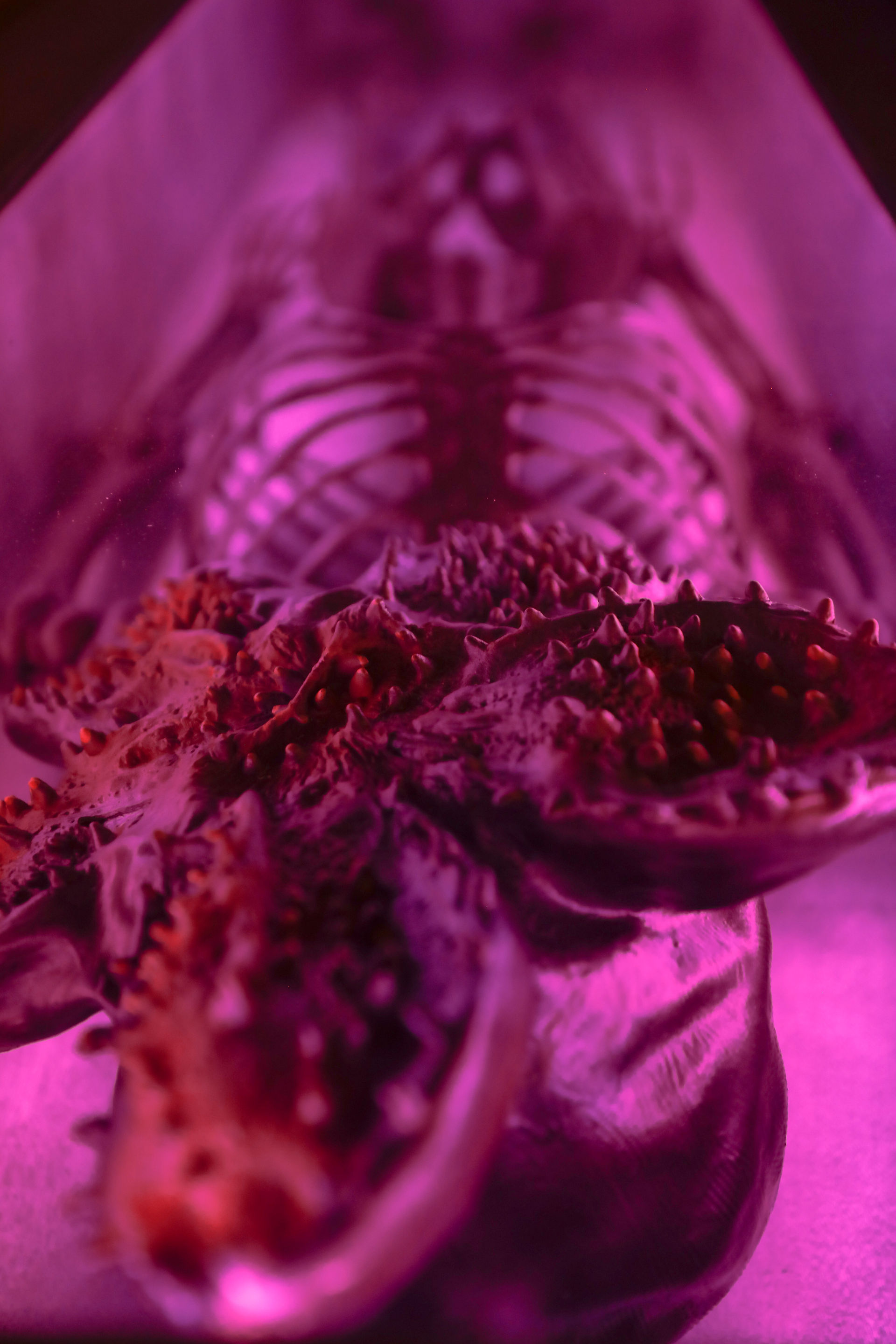 A horrifying alien-like creature with an open, flower-shaped mouth full of teeth lies beneath a glowing purple light, with a human skeleton visible in the background—suggesting a deadly experiment gone wrong.