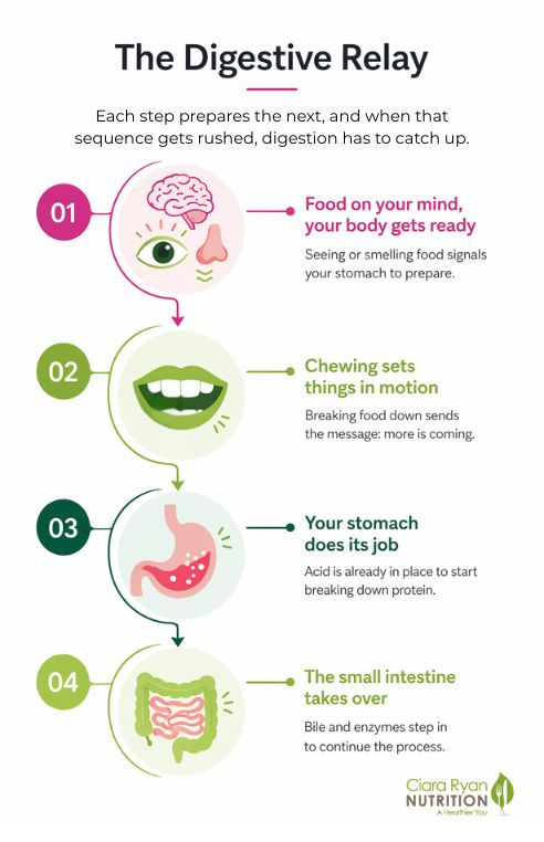 Infographic showing the four stages of the digestive relay: brain signals, chewing, stomach acid, and small intestine enzymes