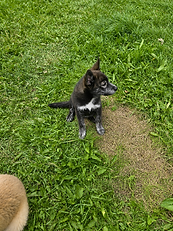 Oreo
