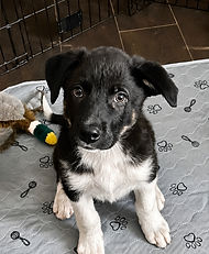 Axel