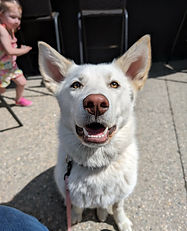 Polar
