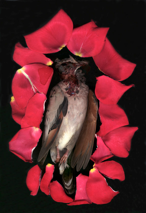 GuadalupeMourningDove.jpg