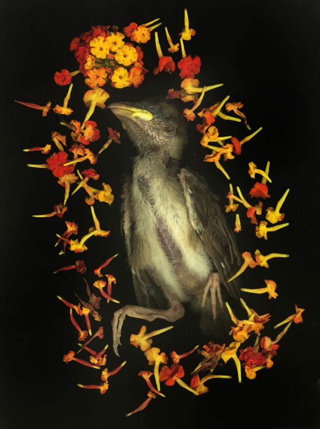 72BabyBird4.jpg