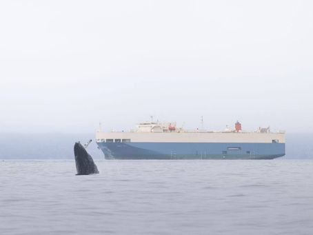 A photo of a humpback whale breaching near a large vessel. Credit: Adam Ernster