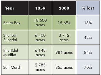 Table comparing bay area losses from 1859 to 2000. Categories: Entire Bay, Shallow Subtidal, Intertidal Mudflat, Salt Marsh.