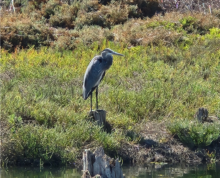 A heron stands on a stump in wetland greenery under bright sunlight, with shrubs in the background.