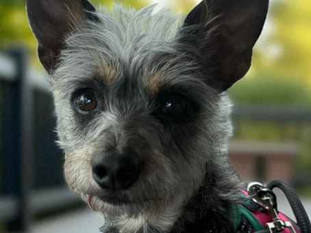 Close-up of a gray dog with expressive eyes wearing a colorful harness. Blurred outdoor setting with green and yellow hues in the background.