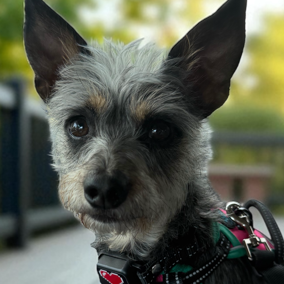 Close-up of a gray dog with expressive eyes wearing a colorful harness. Blurred outdoor setting with green and yellow hues in the background.