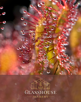 Sundew carnivorous plant with glistening sticky tentacles used to trap insects.