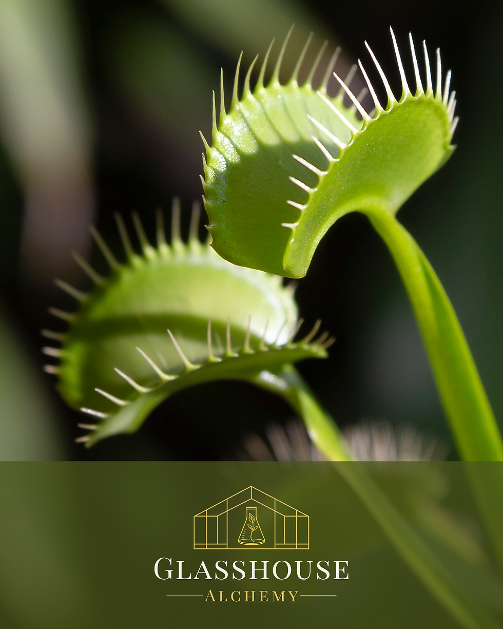 Healthy Venus flytrap traps with open lobes and trigger hairs ready to capture prey.