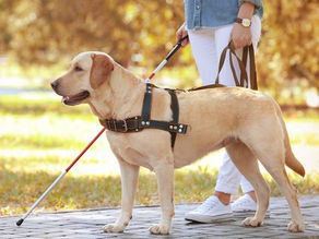 Come comportarsi quando si incrocia un cane guida